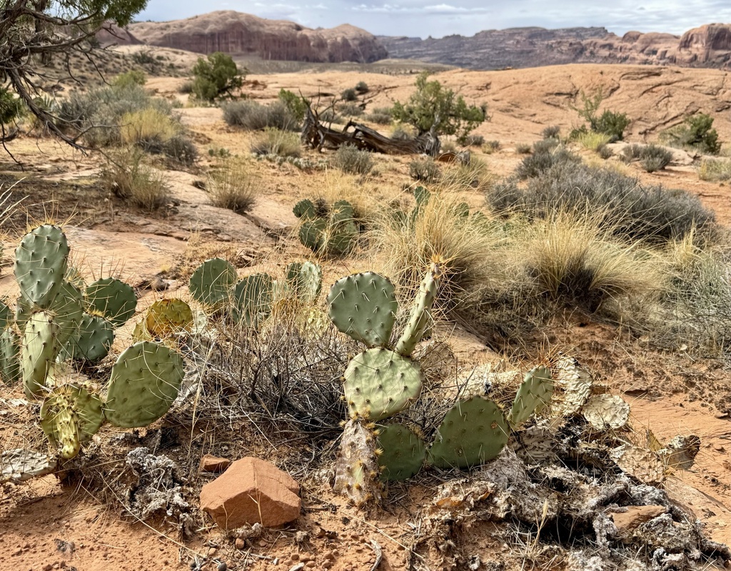 Opuntia phaeacantha; photograph author not stated, no rights reserved