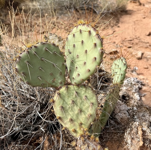 Opuntia phaeacantha, photograph 5