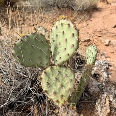 author not stated, no rights reserved Opuntia phaeacantha, photograph author not stated, no rights reserved