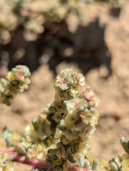 (c) Eric Watts, some rights reserved (CC BY) Halogeton glomeratus, photograph (c) Eric Watts, some rights reserved (CC BY)