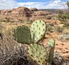 Opuntia phaeacantha, photograph author not stated, no rights reserved