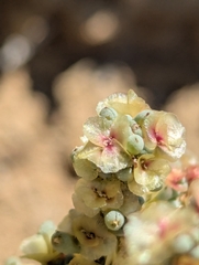 (c) Eric Watts, some rights reserved (CC BY) Halogeton glomeratus, photograph (c) Eric Watts, some rights reserved (CC BY)
