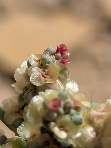 Halogeton glomeratus, photograph 5