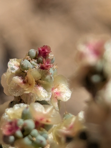 Halogeton glomeratus, photograph 6
