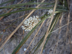 Lomandra leucocephala