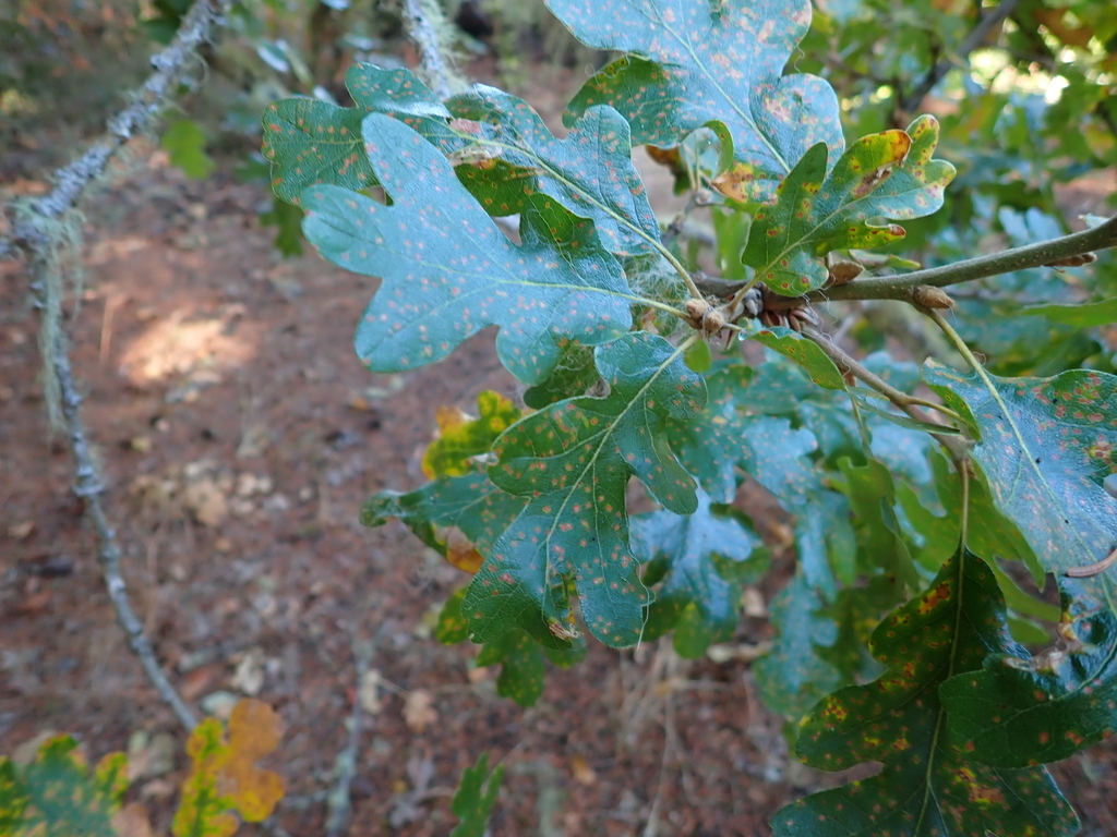 Quercus garryana; photograph author not stated, no rights reserved
