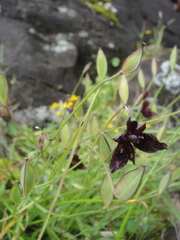 Calochortus occidentalis