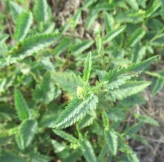 Tragia ramosa