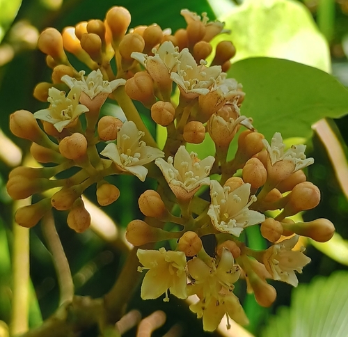Ceodes umbellifera, 2026-09-20
