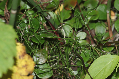 Equisetum scirpoides