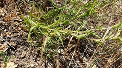 Castilleja martini martini