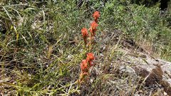 Castilleja martini martini