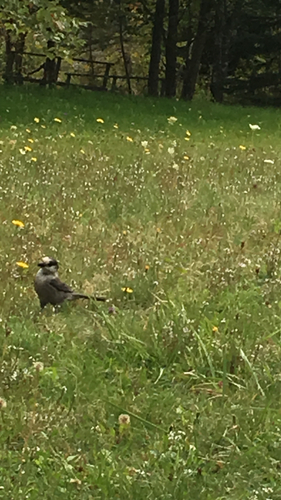 Canada Jay