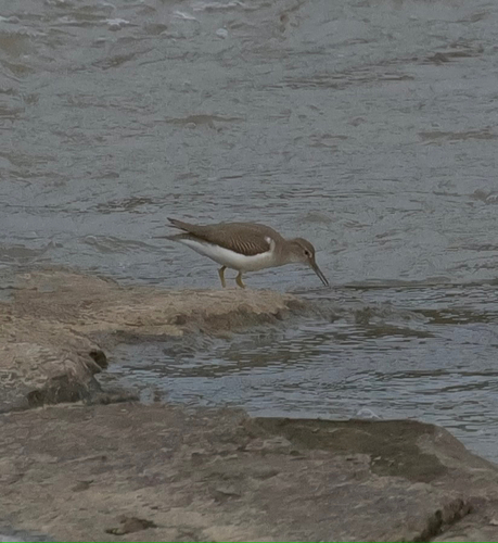 Spotted Sandpiper
