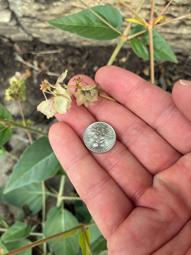Mirabilis nyctaginea, photograph 3