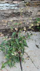 author not stated, no rights reserved Mirabilis nyctaginea, photograph author not stated, no rights reserved