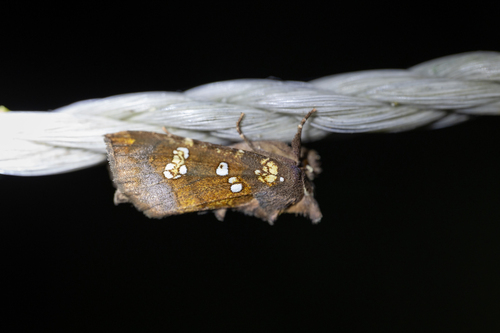 Water-hemlock Borer Moth (Papaipema birdi)