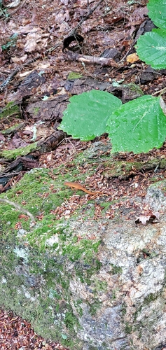 Red-spotted Newt