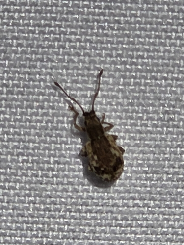 Peach Root Weevil