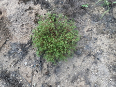 Portulaca suffrutescens