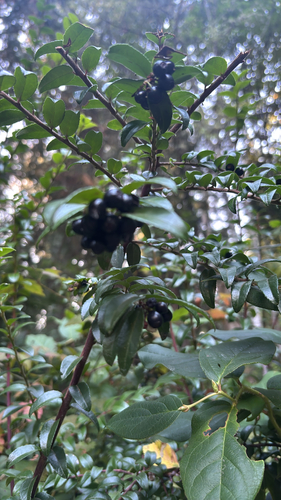 Evergreen Huckleberry