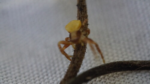 Spectacular Crab Spider