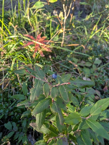Vaccinium myrtilloides, photograph 6