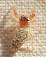 Metaphidippus siticulosus