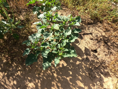 Datura discolor