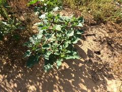 Datura discolor