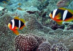 Madagascar Anemonefish photo 5