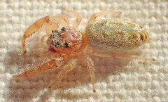 Metaphidippus siticulosus