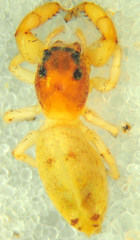 Metaphidippus siticulosus