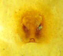 Metaphidippus siticulosus