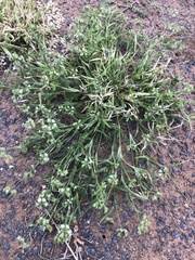 Dactyloctenium radulans