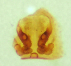 Metaphidippus siticulosus