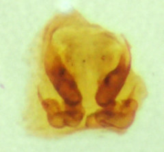 Metaphidippus siticulosus