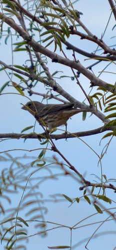 House Finch
