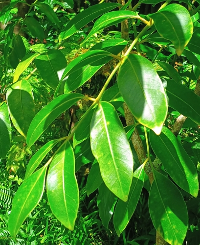 Polyscias oahuensis, 2026-09-20