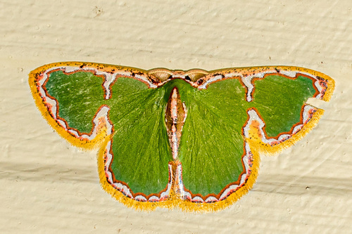 Comostola chlorargyra