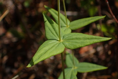 Lysimachia asperulifolia