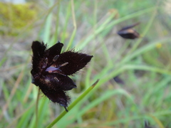 Calochortus occidentalis