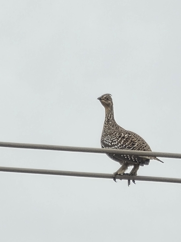 Sharp-tailed Grouse