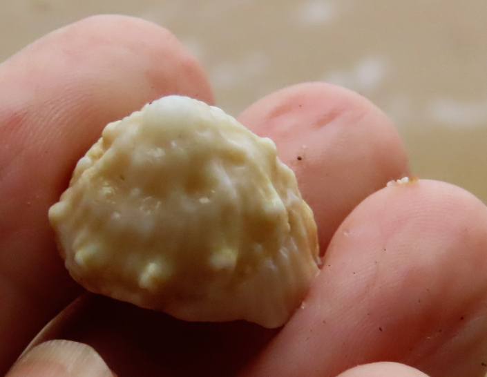 Spurred starshell