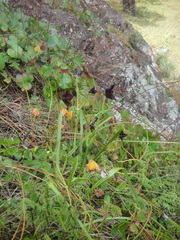 Calochortus occidentalis