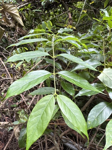 Uncaria observed 2026-09-21