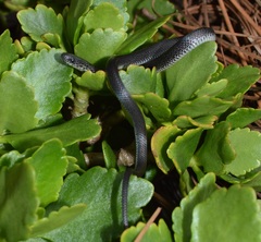 Geophis tarascae