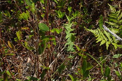 Lysimachia asperulifolia