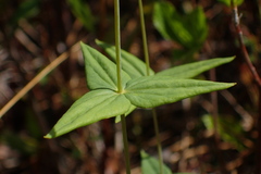 Lysimachia asperulifolia