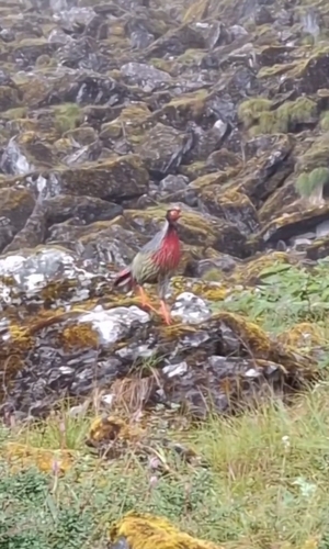Blood Pheasant